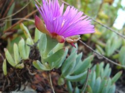 Lampranthus fugitans from the side
